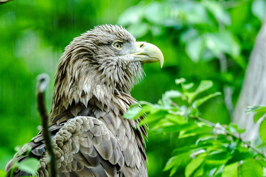 千葉市動物公園