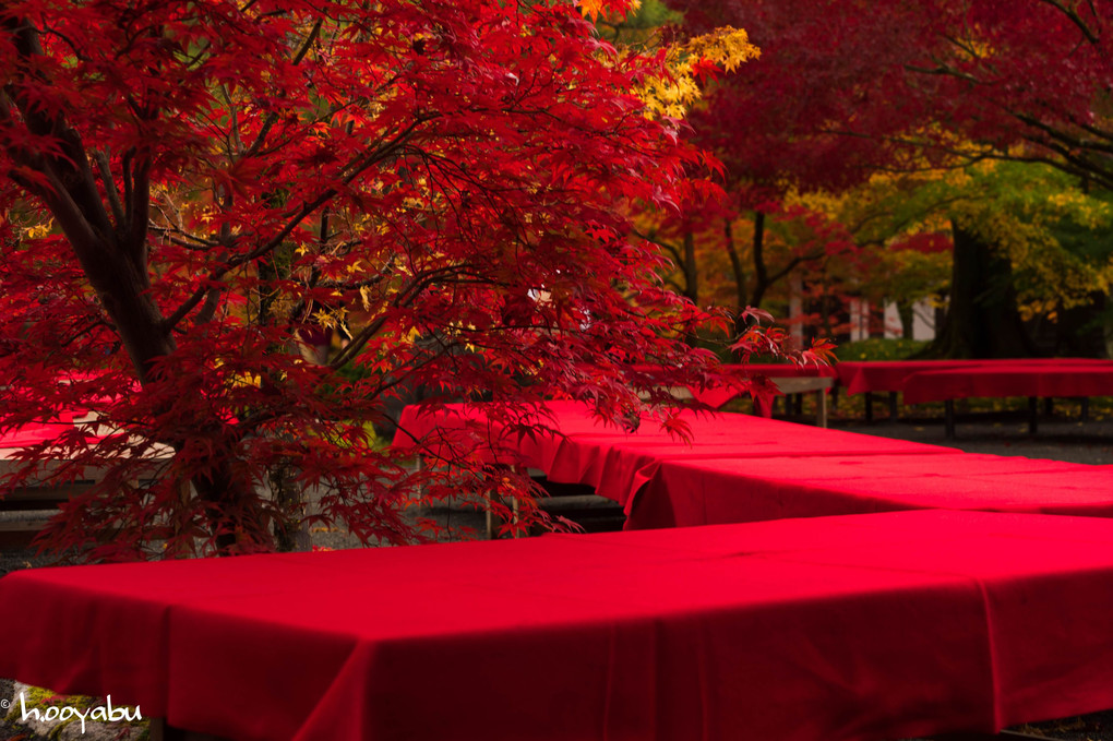 みやびな京の紅葉