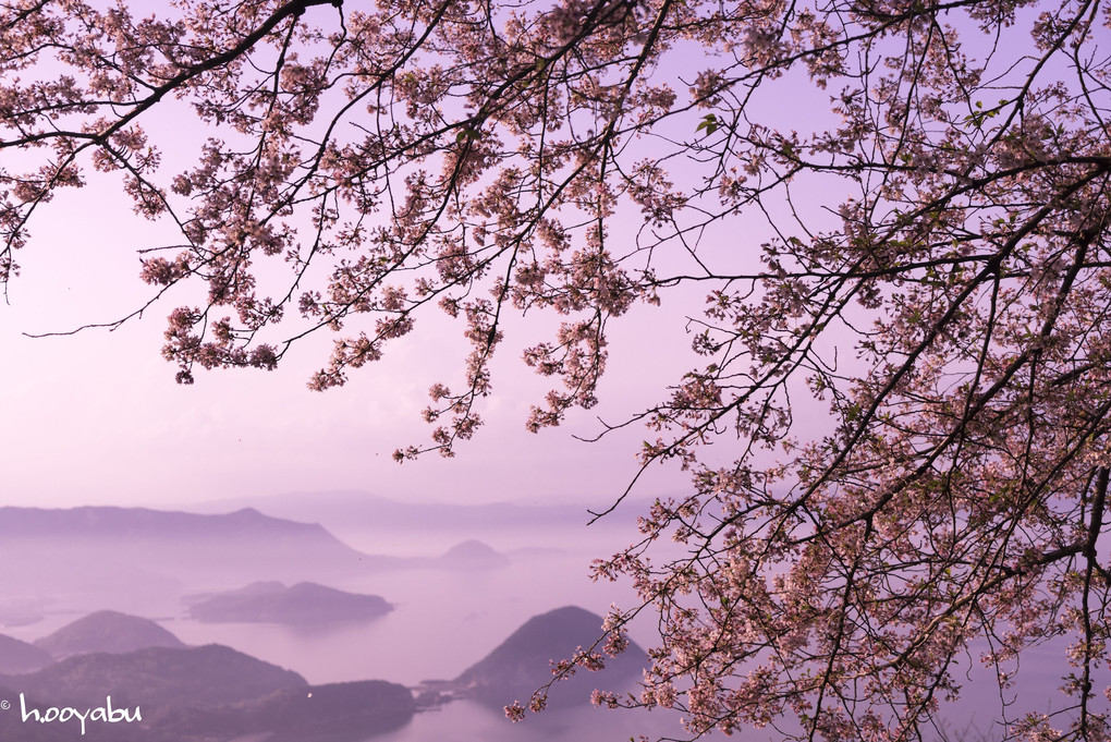 紫雲出山の桜
