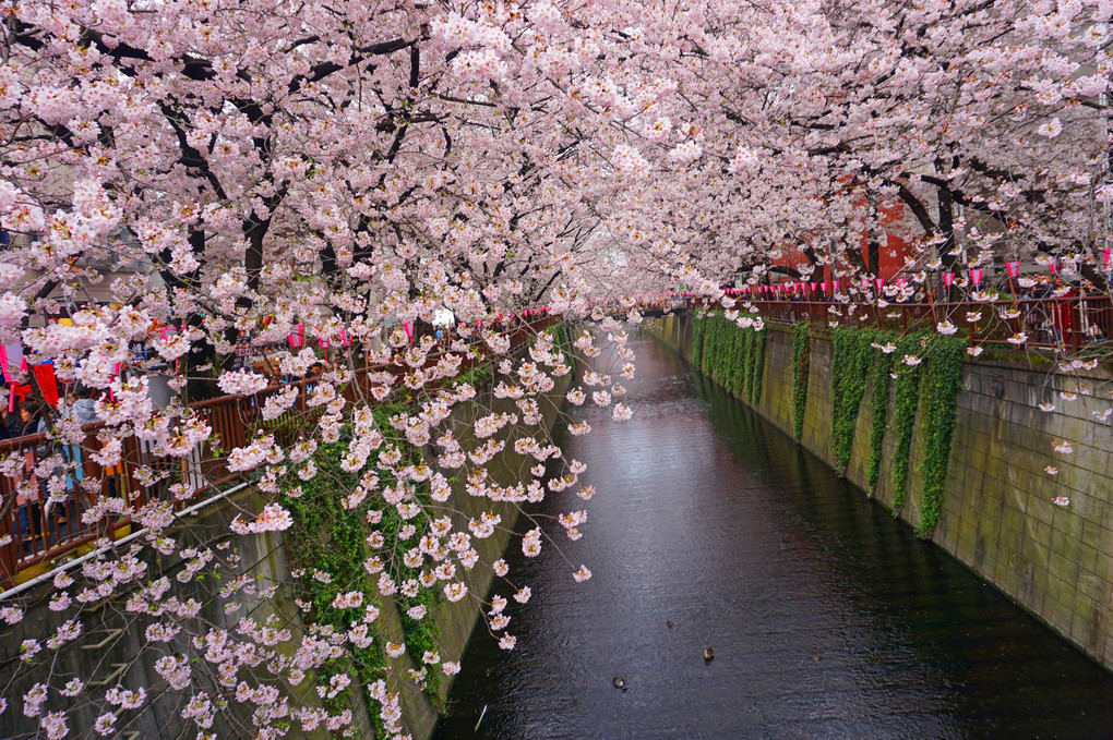 目黒川の桜　2016