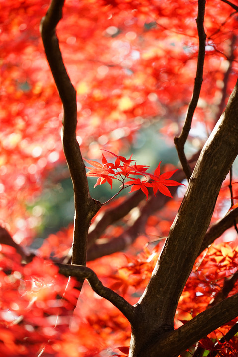 α体験会  豊平公園で紅葉を印象的に撮る