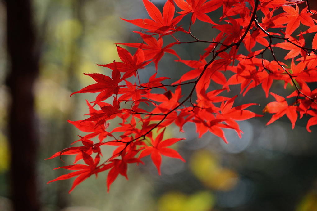 α体験会  豊平公園で紅葉を印象的に撮る
