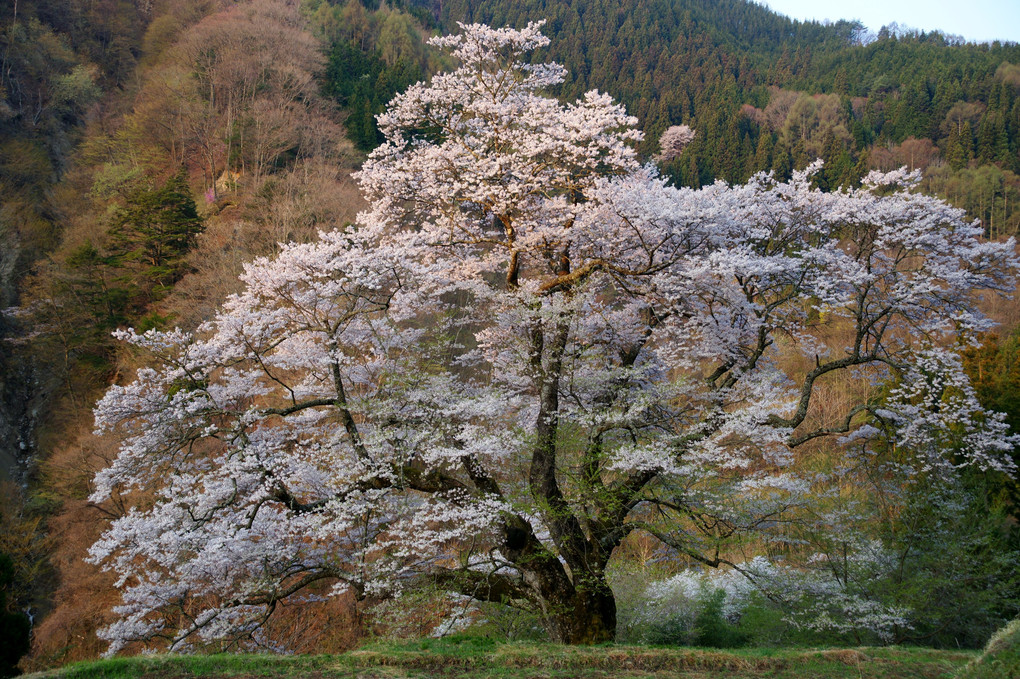 信州の旅桜
