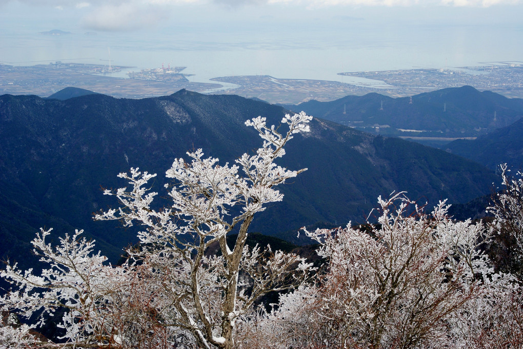 四国山地の霧氷