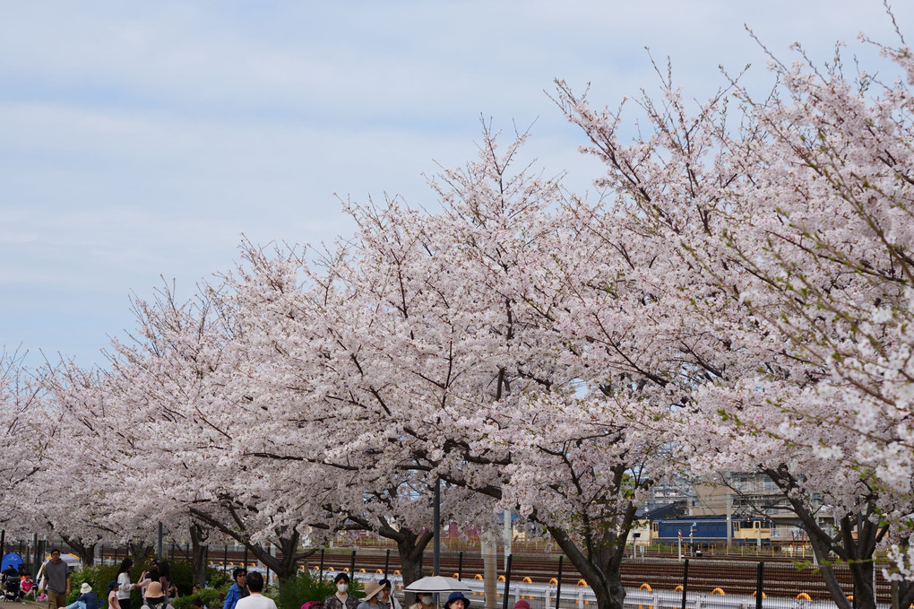 満開の桜とEF65