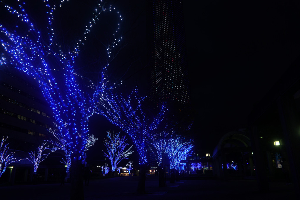福岡タワーのクリスマスツリー