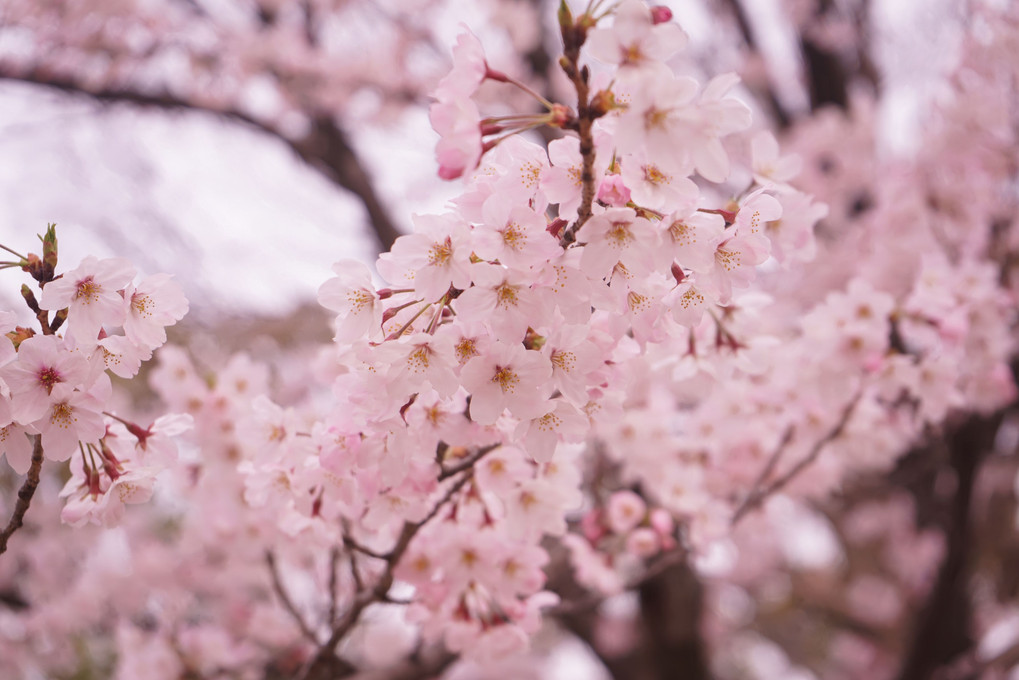 初の桜撮影