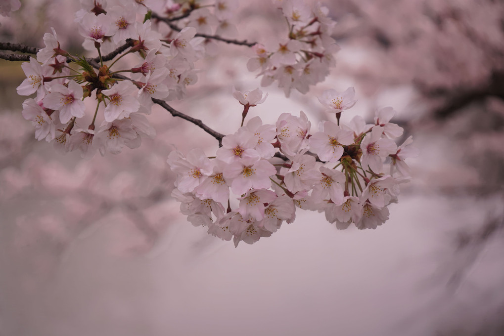 初の桜撮影