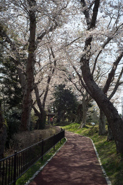 物見坂の桜 (1)