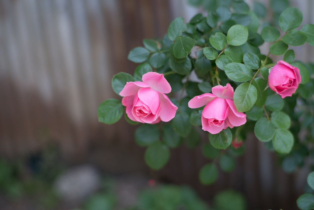 季節の花 12 −薔薇の素顔