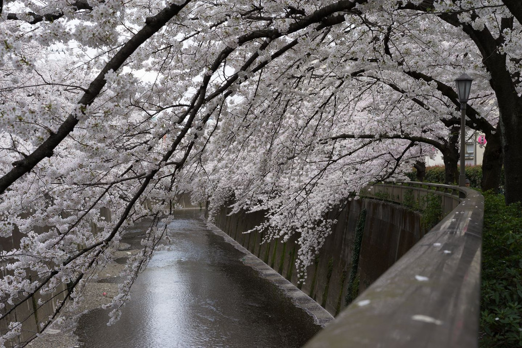 石神井川河岸の桜 1