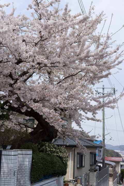 石巻市日和が丘、物見坂の桜2016-3