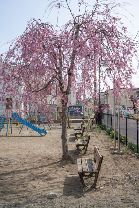 近所の枝垂桜2018