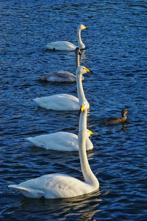 Composition Of Swans