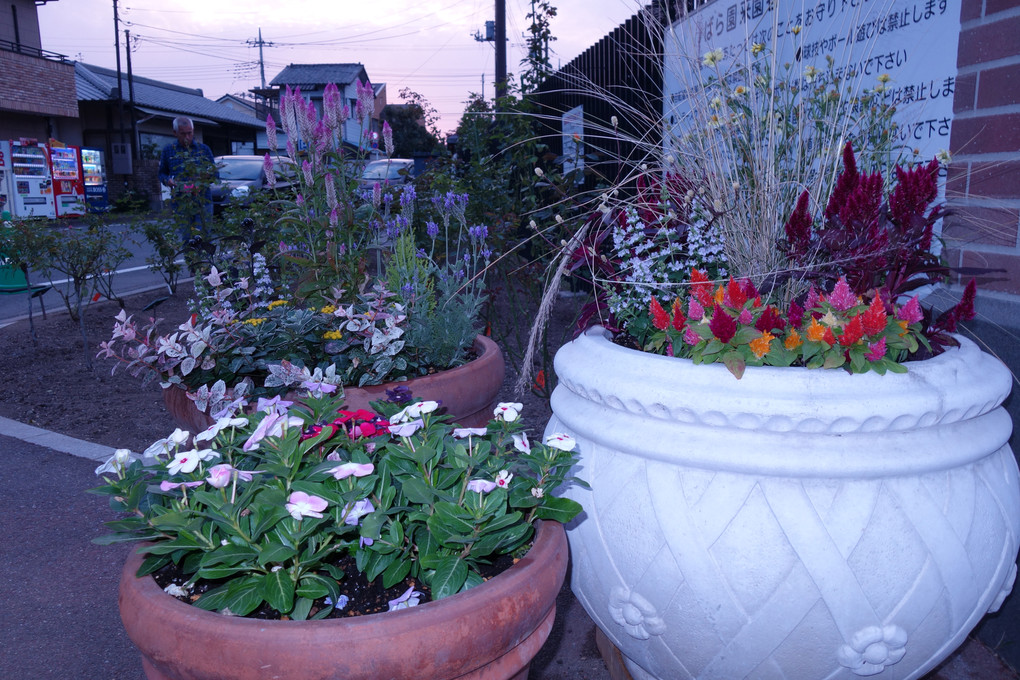 バラ園の　バラ以外の　花たち