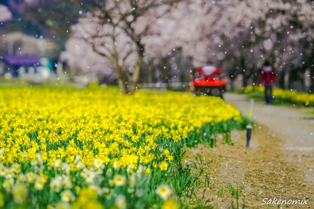 ダブルでお花見「サクラと水仙篇」＋「桜吹雪篇」＝「岩井親水公園完結篇」