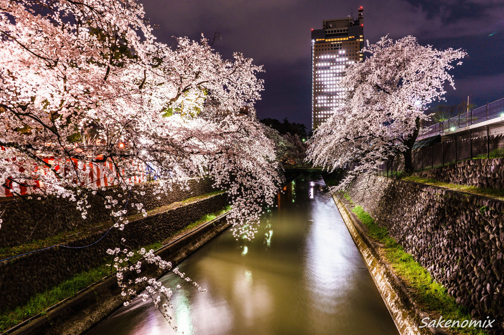 【α川柳】🌸ほろ酔いも　悪酔いも　吹き飛ぶ　この桜🌸