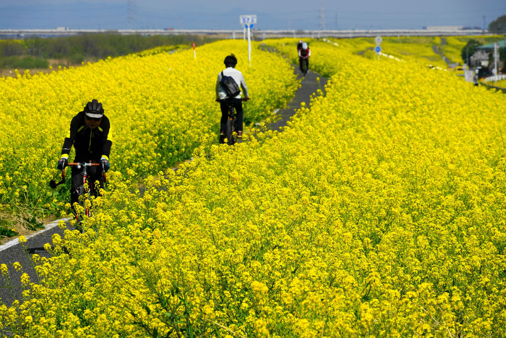 菜の花サイクリング
