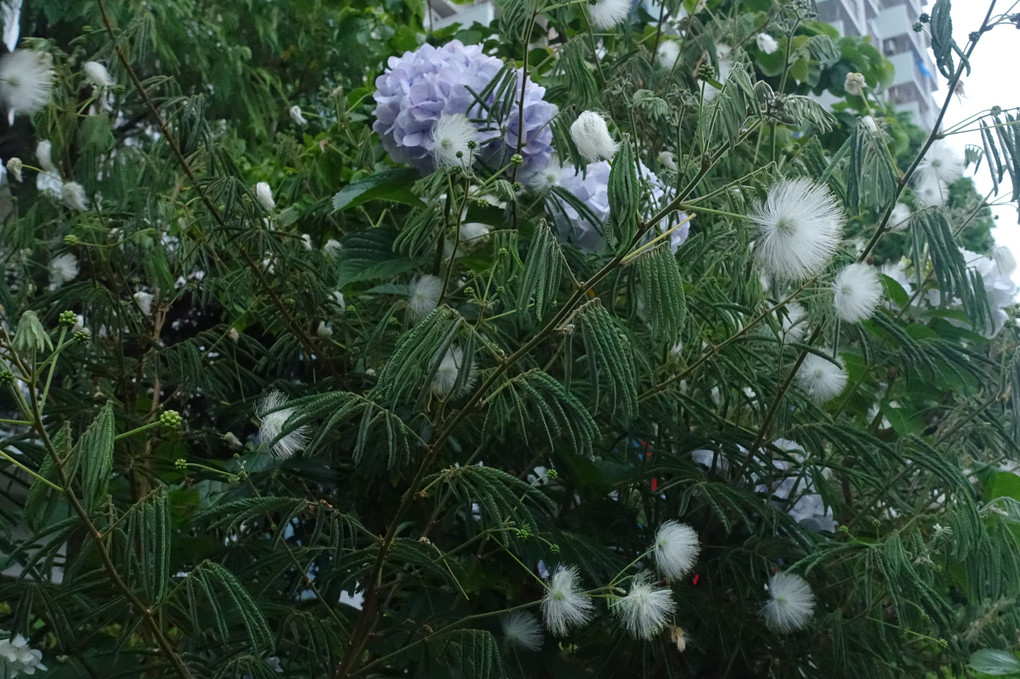 白花ねむの木
