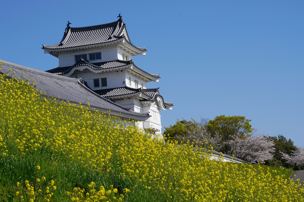 関宿城博物館、葉の花と桜