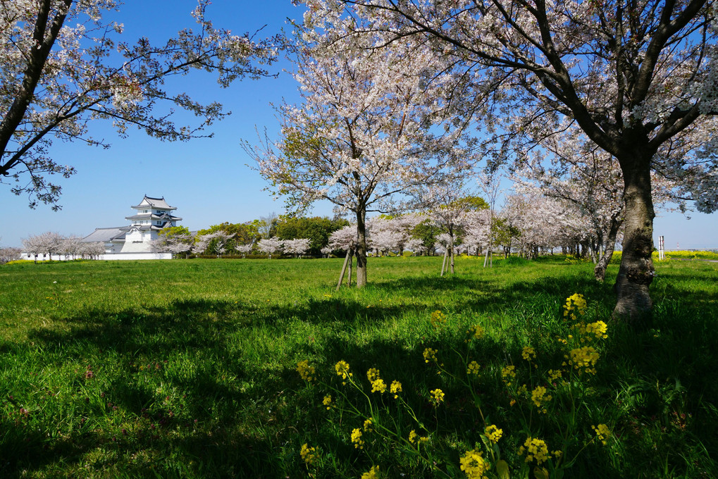 関宿城博物館、葉の花と桜