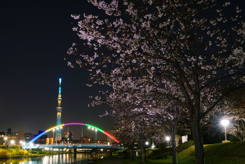 夜桜、ふれあい橋にて