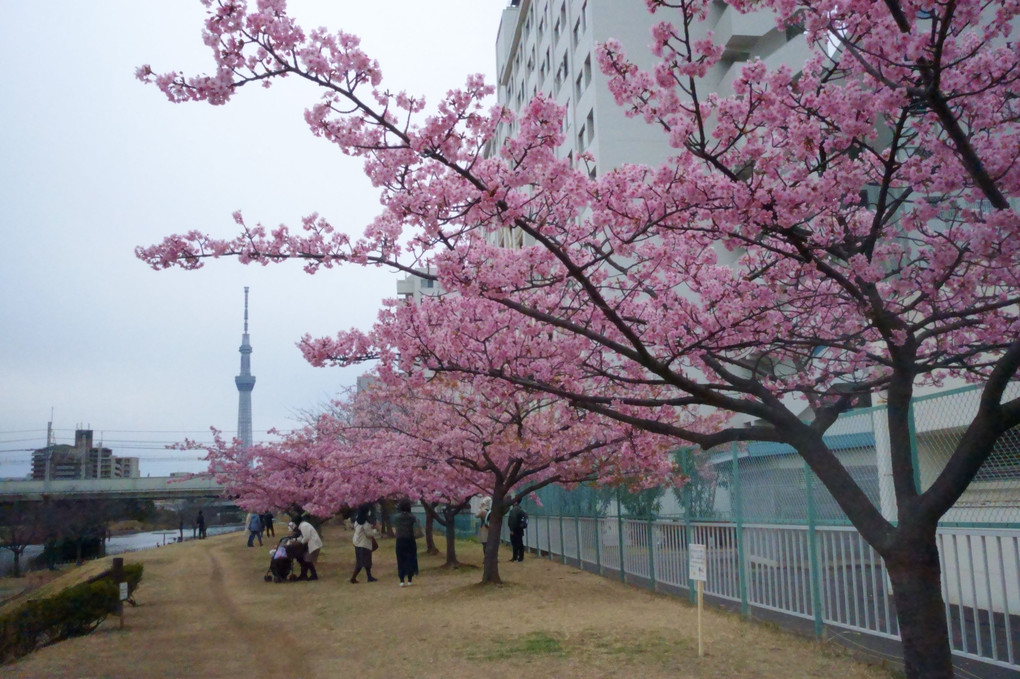 河津桜、ふれあい橋