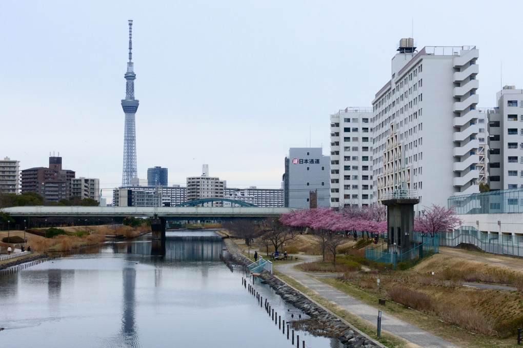 河津桜、ふれあい橋