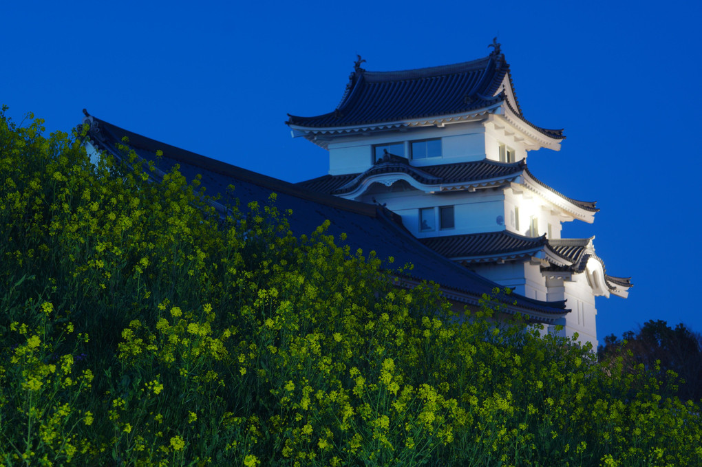 菜の花と関宿城