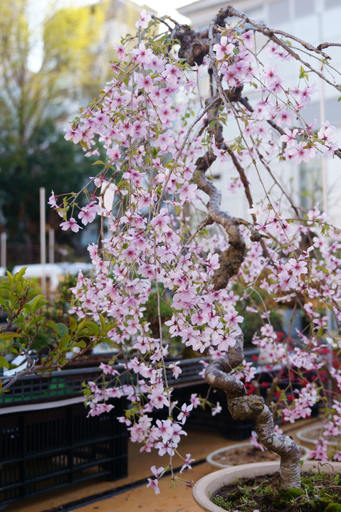 枝垂桜の盆栽も趣がある。