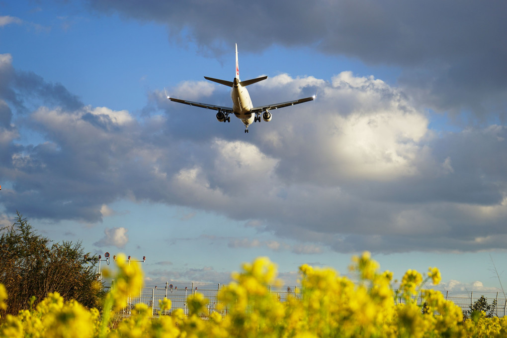 菜の花と飛行機