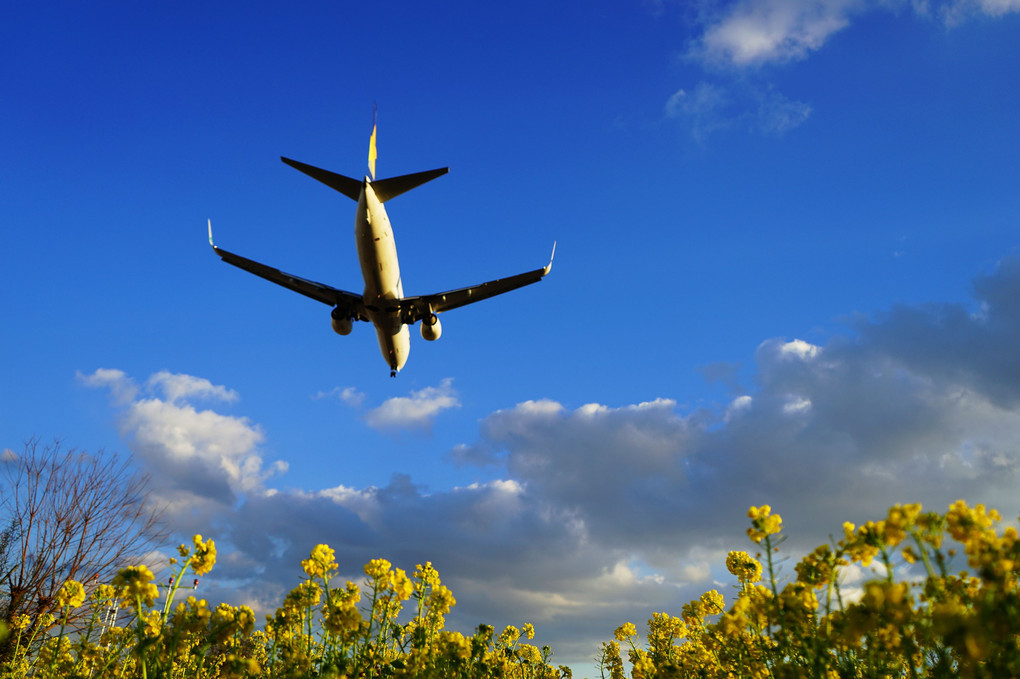 菜の花と飛行機