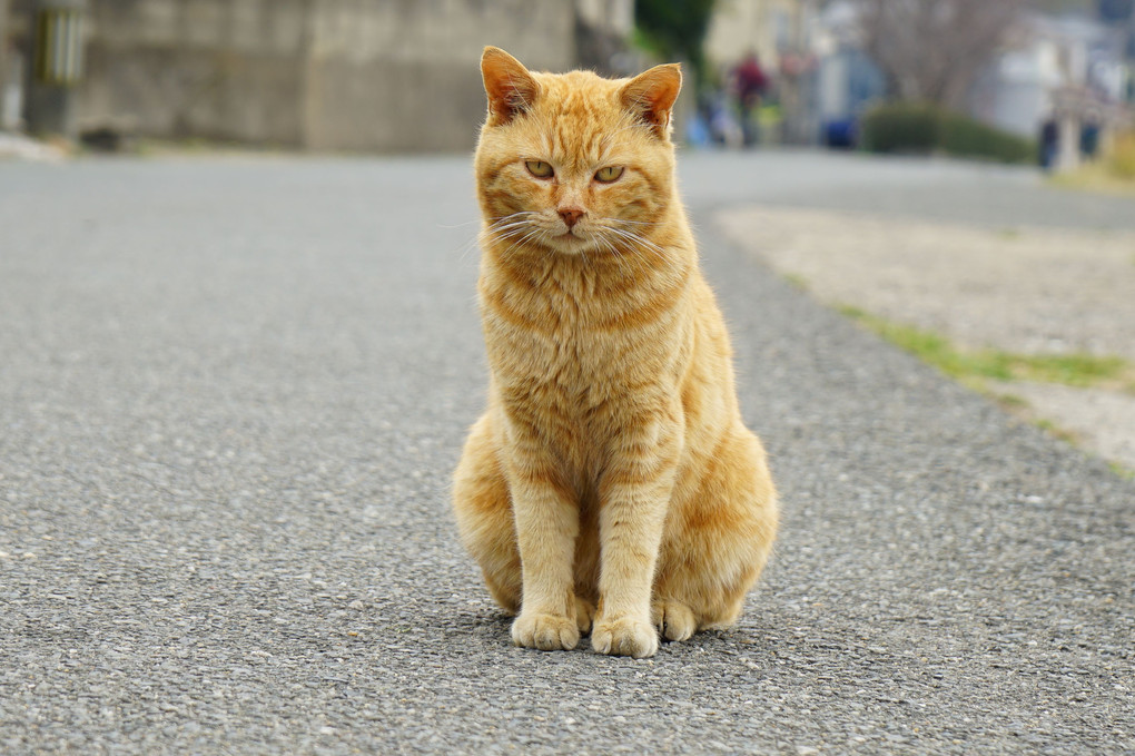 海辺の猫たち