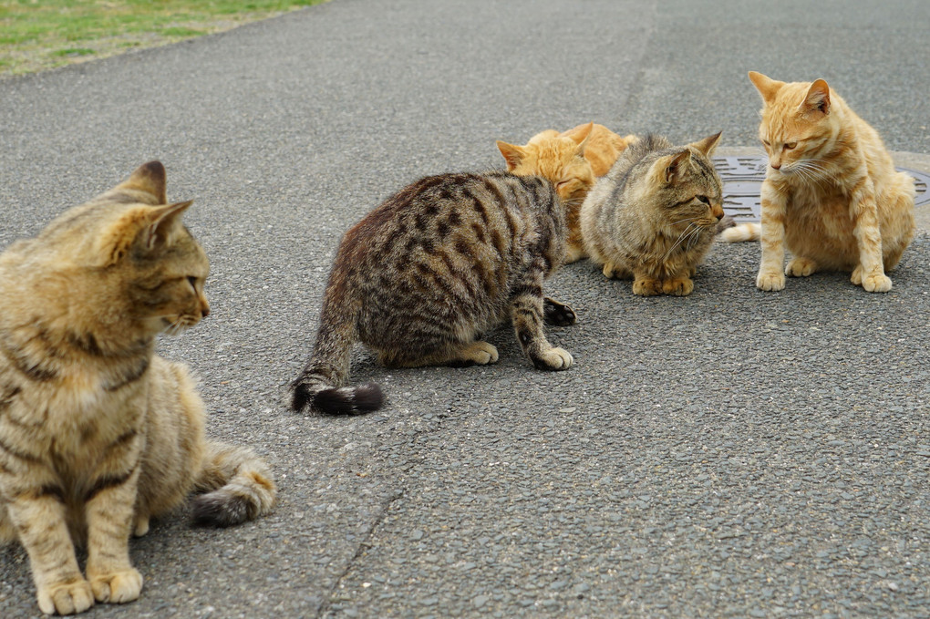 海辺の猫たち