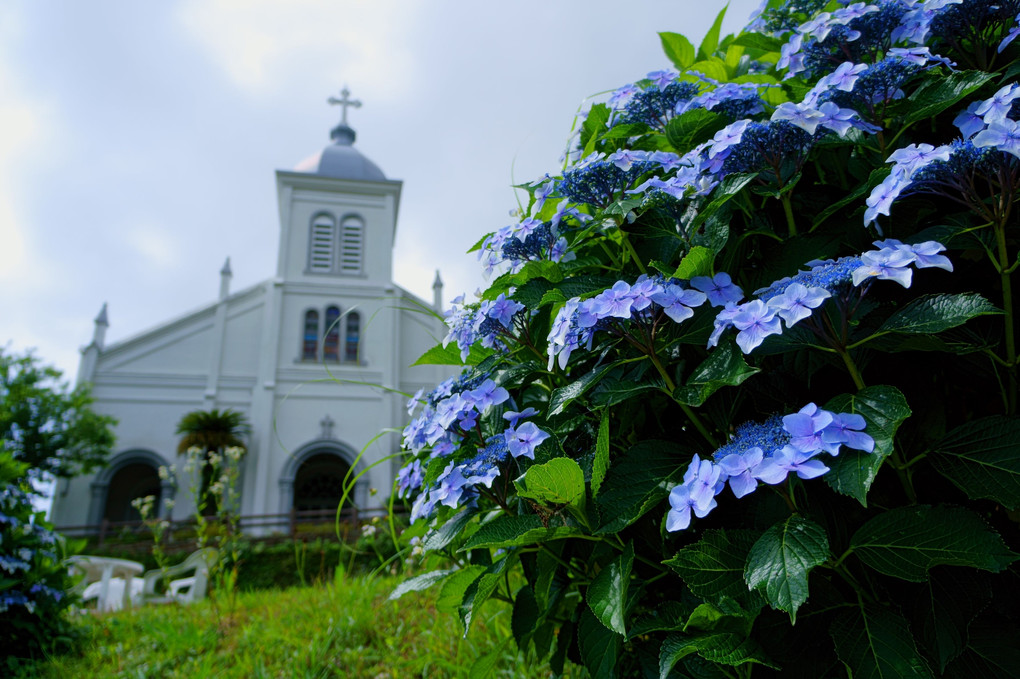 教会と紫陽花