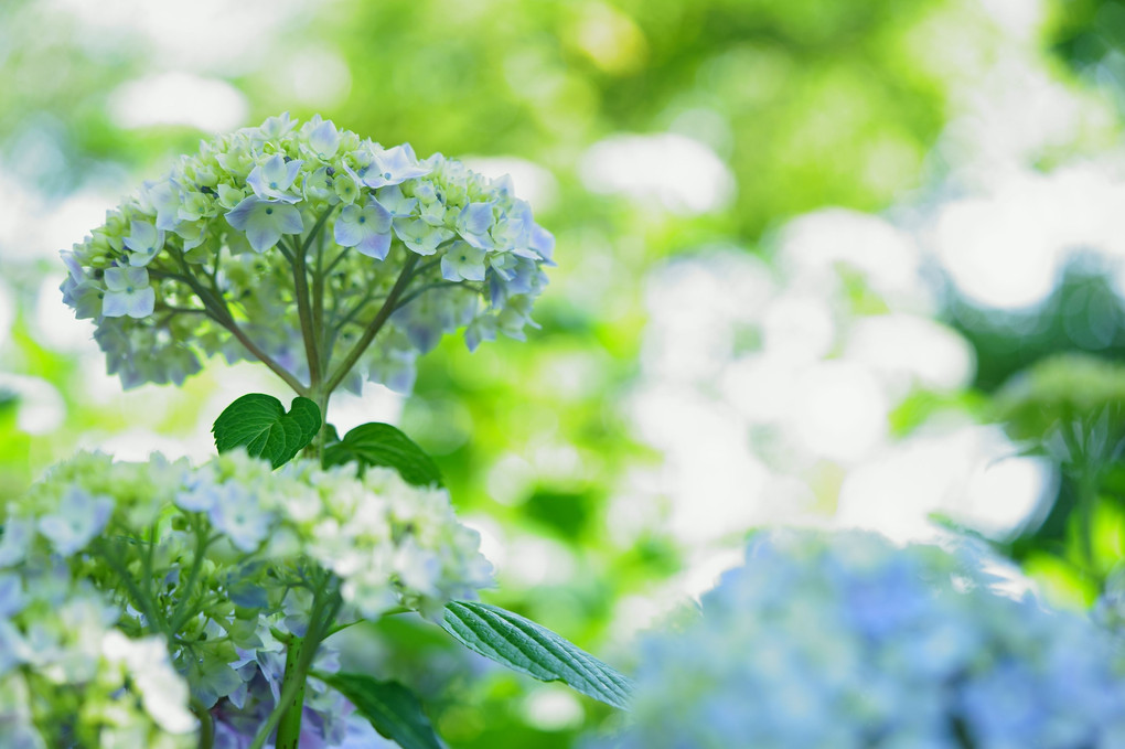 紫陽花の頃