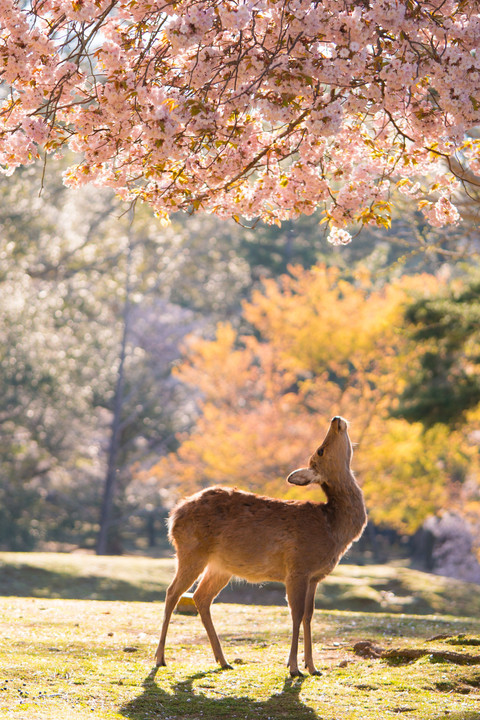 お花見