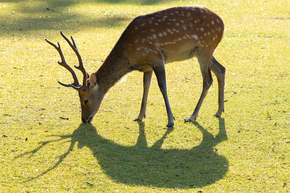 Men's deer