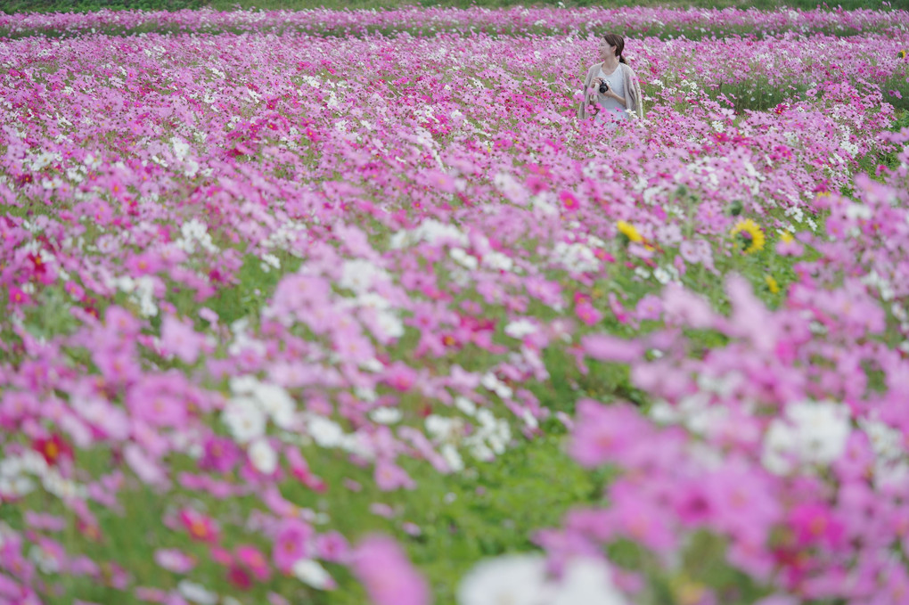 秋桜の丘にて