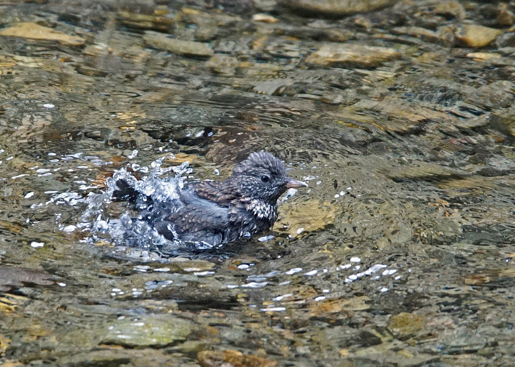 初水