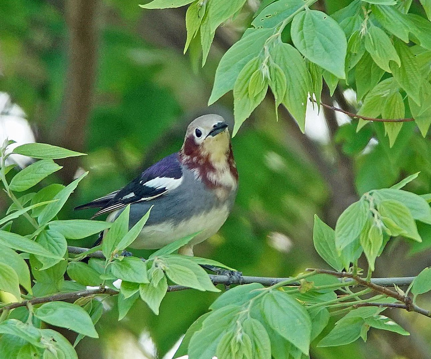 White-head