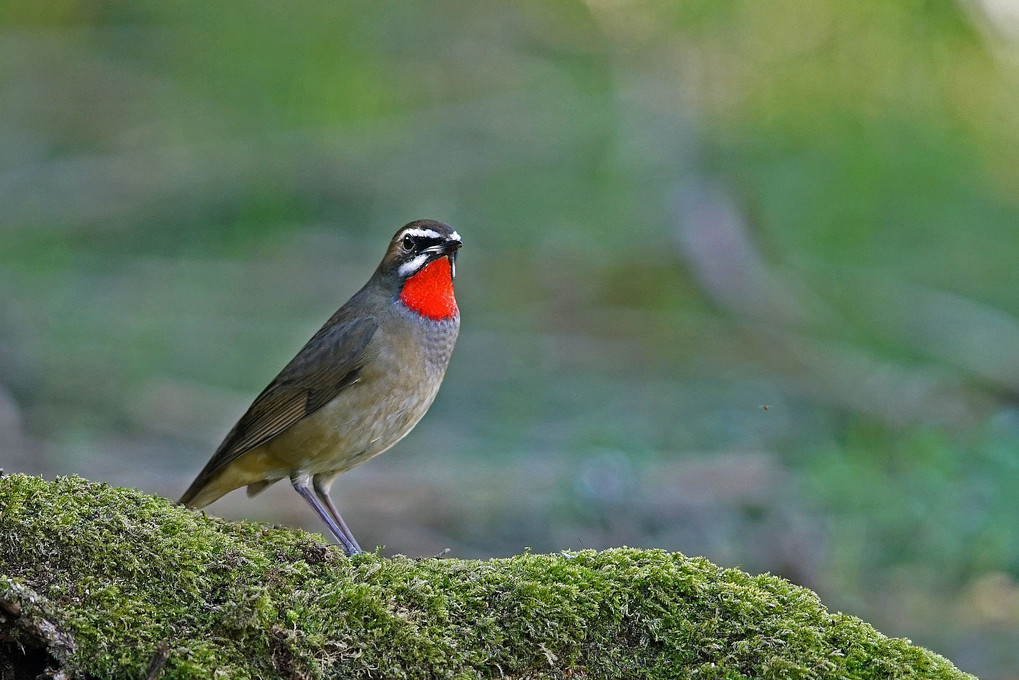 野駒