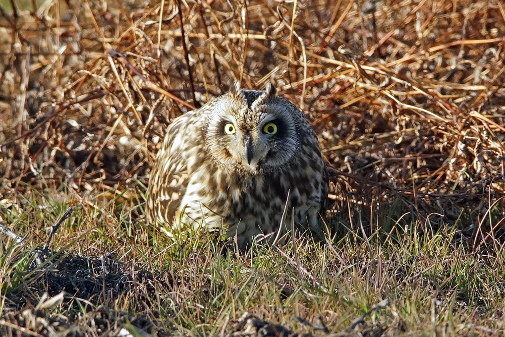 コミミズクの三面相