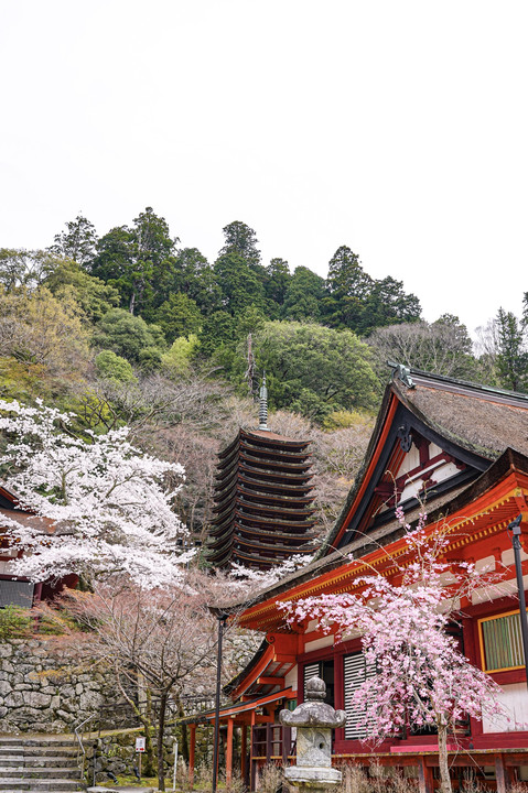 春爛漫の談山神社