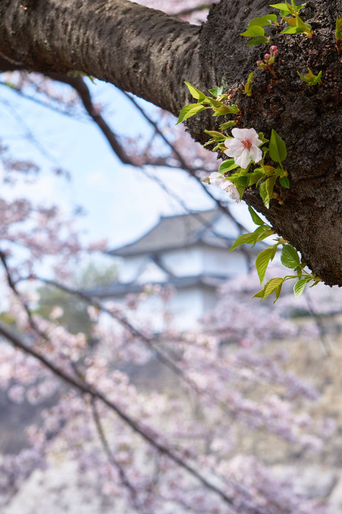 大阪城公園・桜の宮の桜