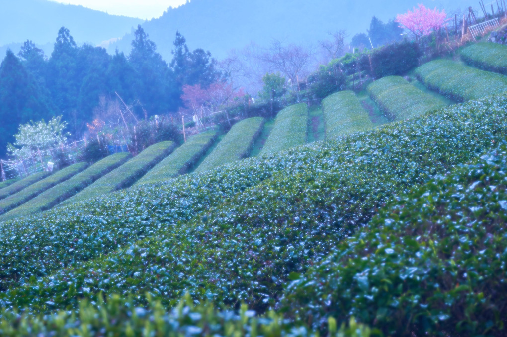 三多気の山桜