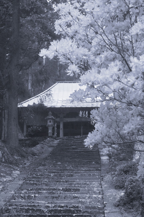 三多気の山桜