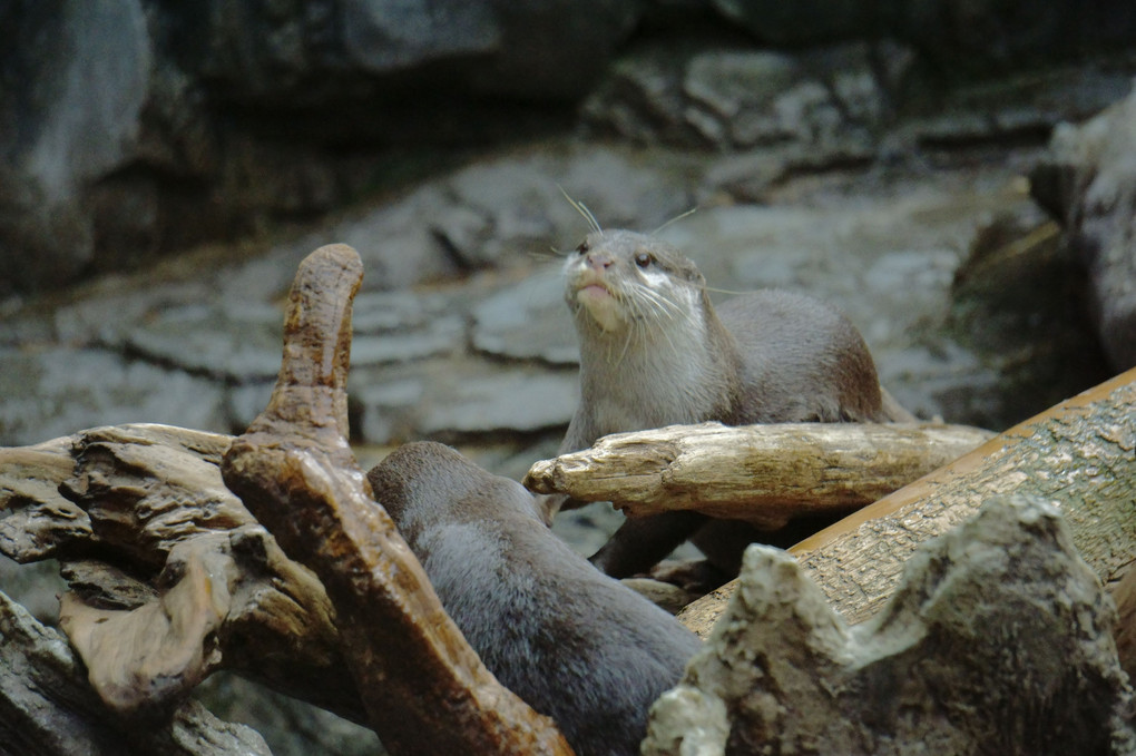 α体験会～水族館を撮ろう@海遊館～