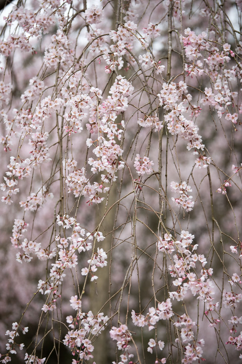 波佐見町の枝垂れ桜