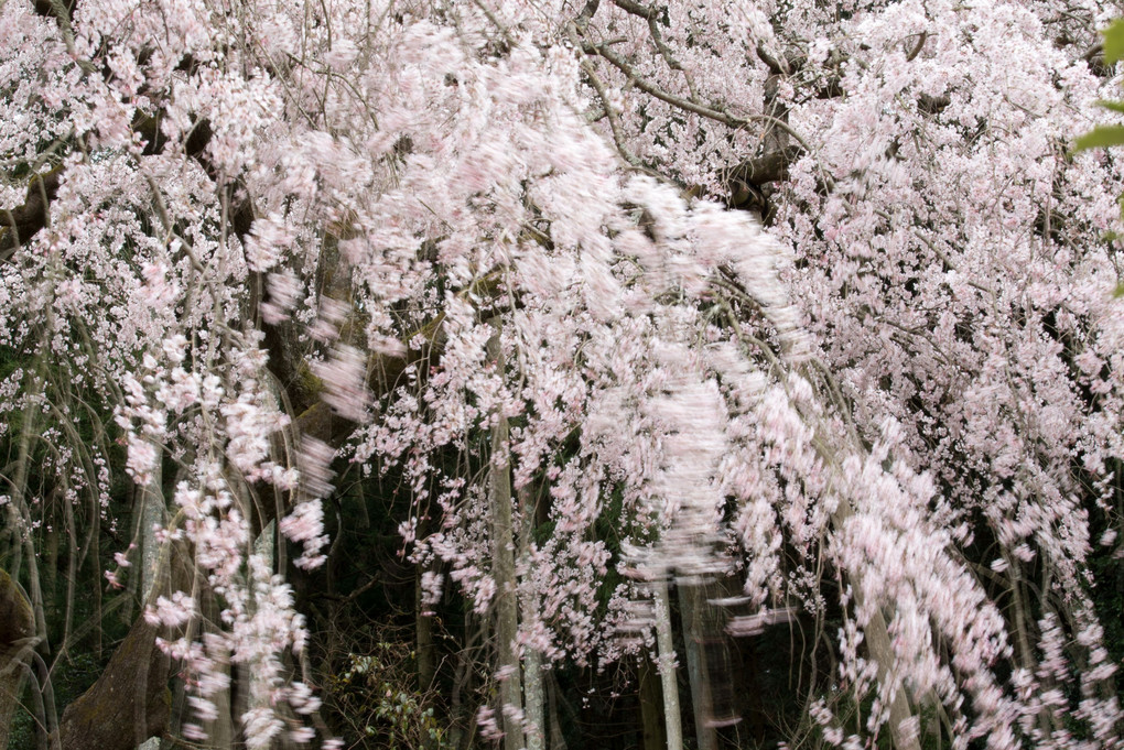 波佐見町の枝垂れ桜